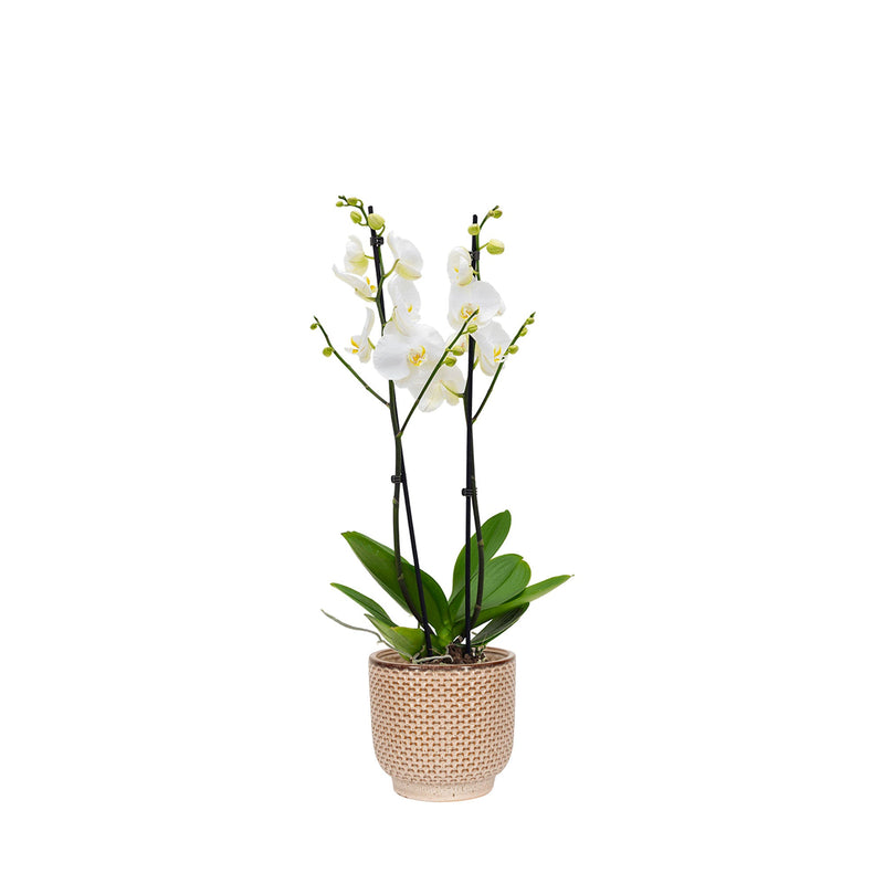 Orchidée Seda PLANTES ET POTS DE BUREAUX Location/Entretien (HT/mois) Brun 