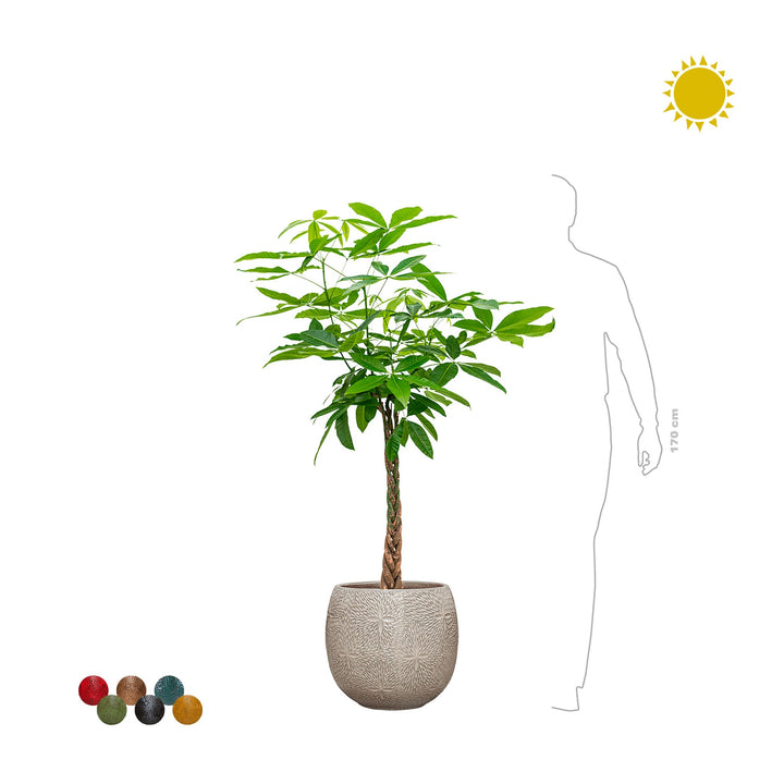 Pachira aquatica Marly54 PLANTES ET POTS DE BUREAUX 