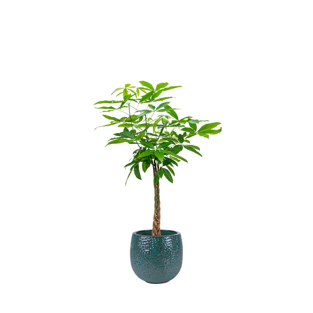 Pachira aquatica Marly54 PLANTES ET POTS DE BUREAUX Location/Entretien (HT/mois) Bleu 