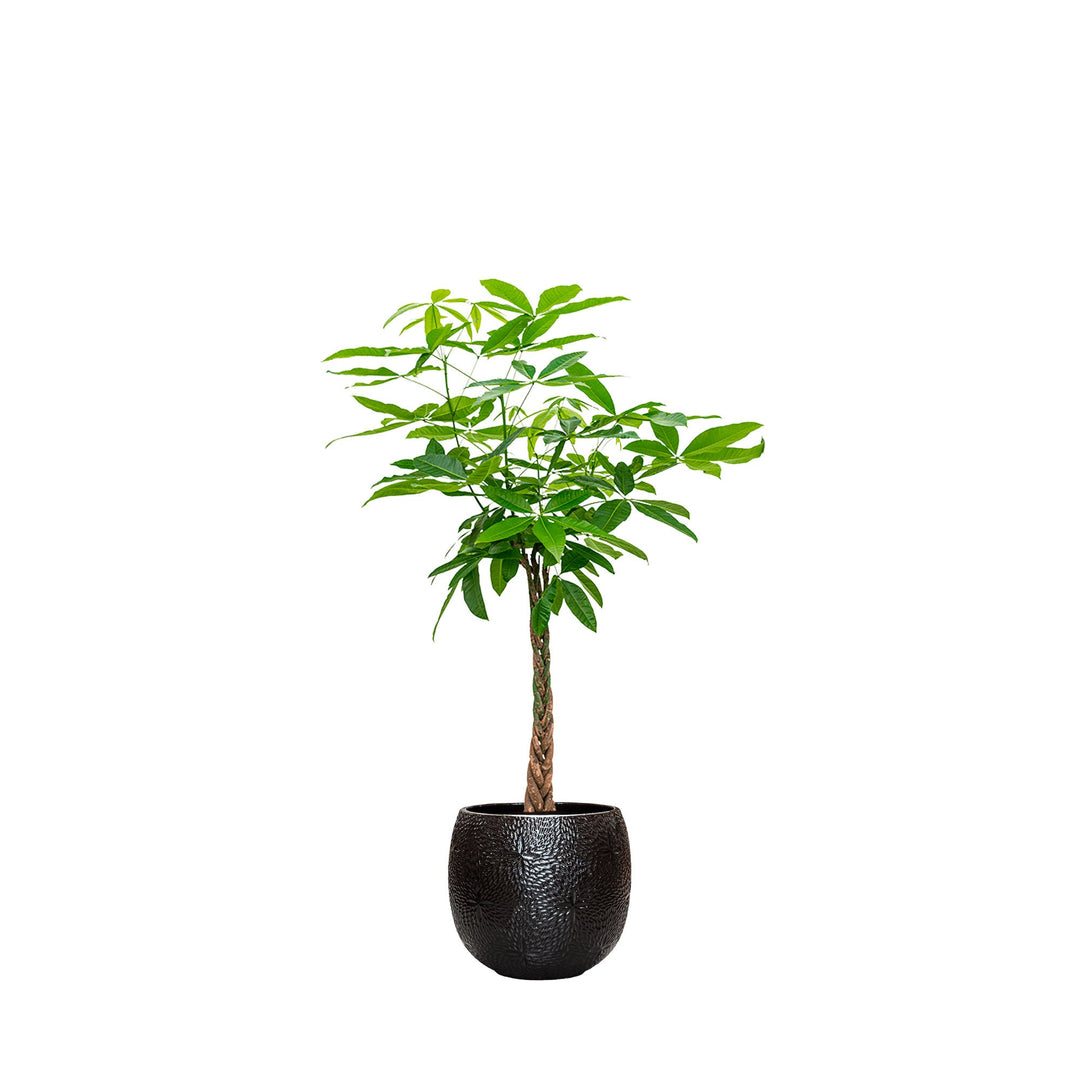 Pachira aquatica Marly54 PLANTES ET POTS DE BUREAUX Location/Entretien (HT/mois) Noir 