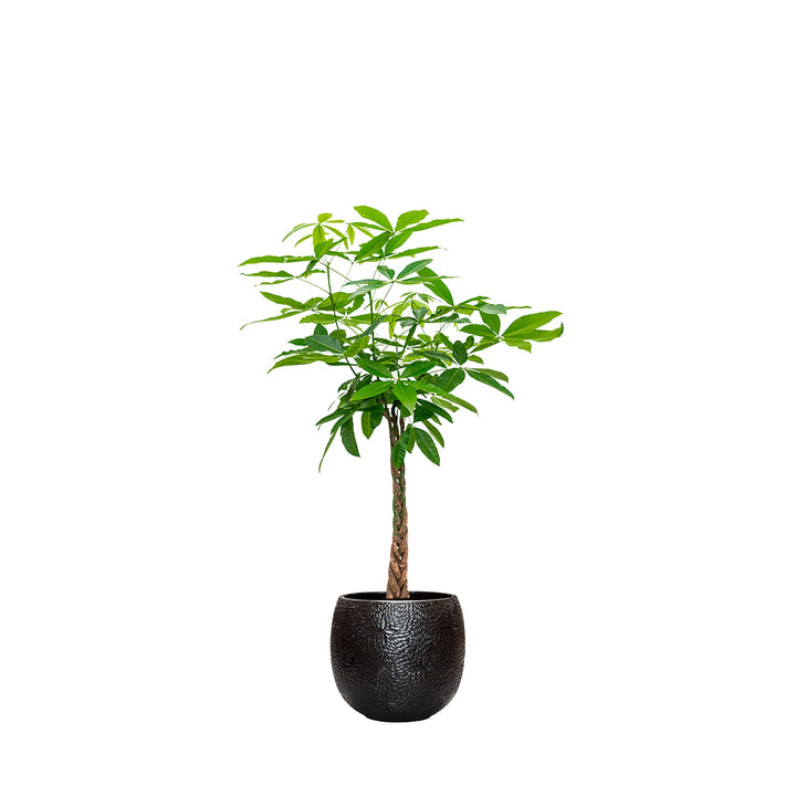 Pachira aquatica Marly54 PLANTES ET POTS DE BUREAUX Location/Entretien (HT/mois) Noir 