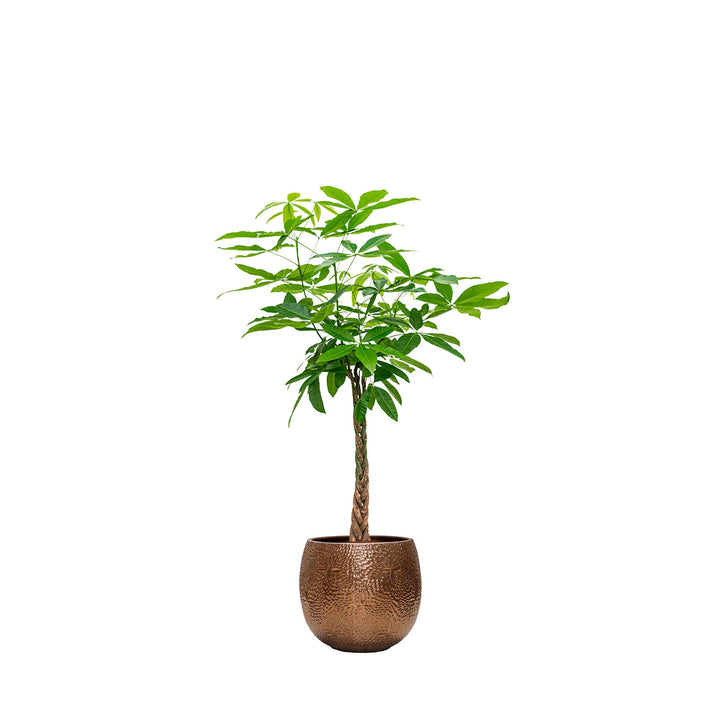 Pachira aquatica Marly54 PLANTES ET POTS DE BUREAUX Location/Entretien (HT/mois) Or 