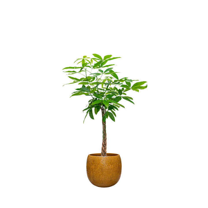 Pachira aquatica Marly54 PLANTES ET POTS DE BUREAUX Location/Entretien (HT/mois) Orange 