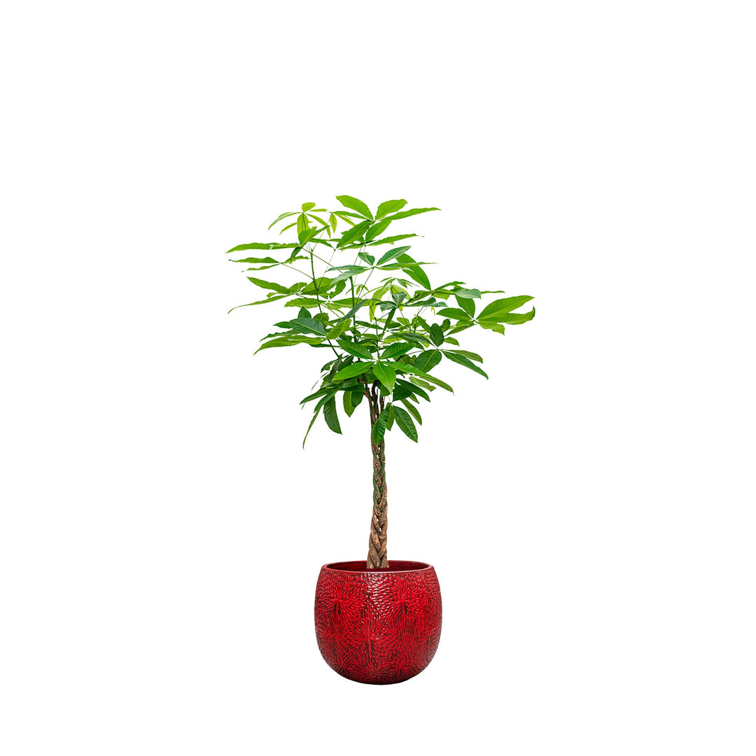 Pachira aquatica Marly54 PLANTES ET POTS DE BUREAUX Location/Entretien (HT/mois) Rouge 