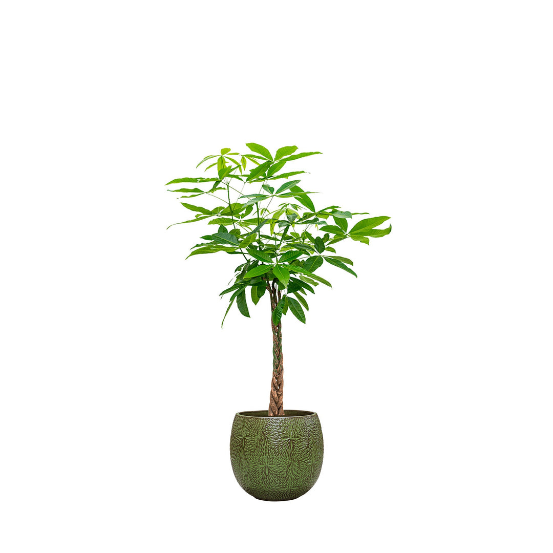 Pachira aquatica Marly54 PLANTES ET POTS DE BUREAUX Location/Entretien (HT/mois) Vert 