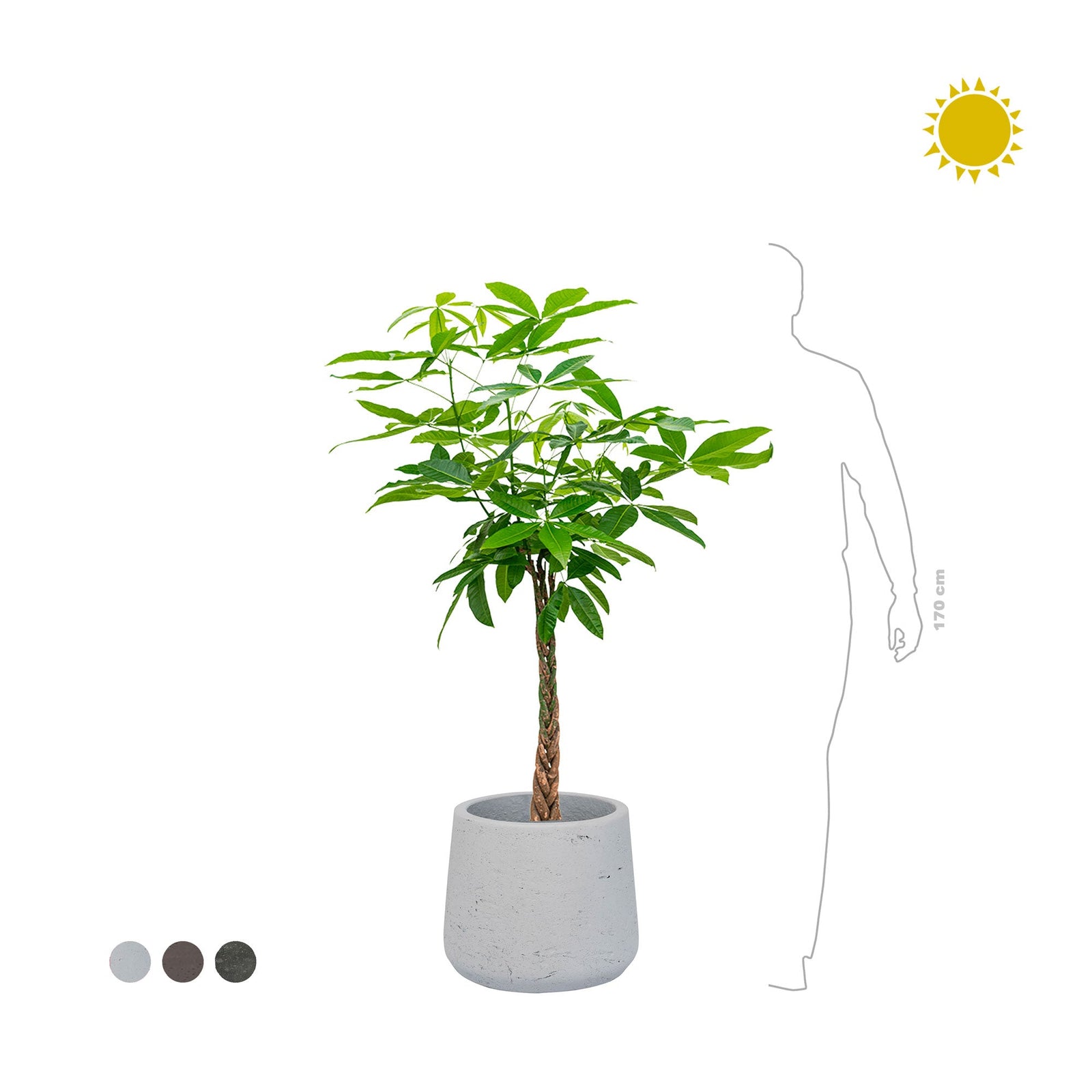 Pachira aquatica Rough Patt45 PLANTES ET POTS DE BUREAUX 