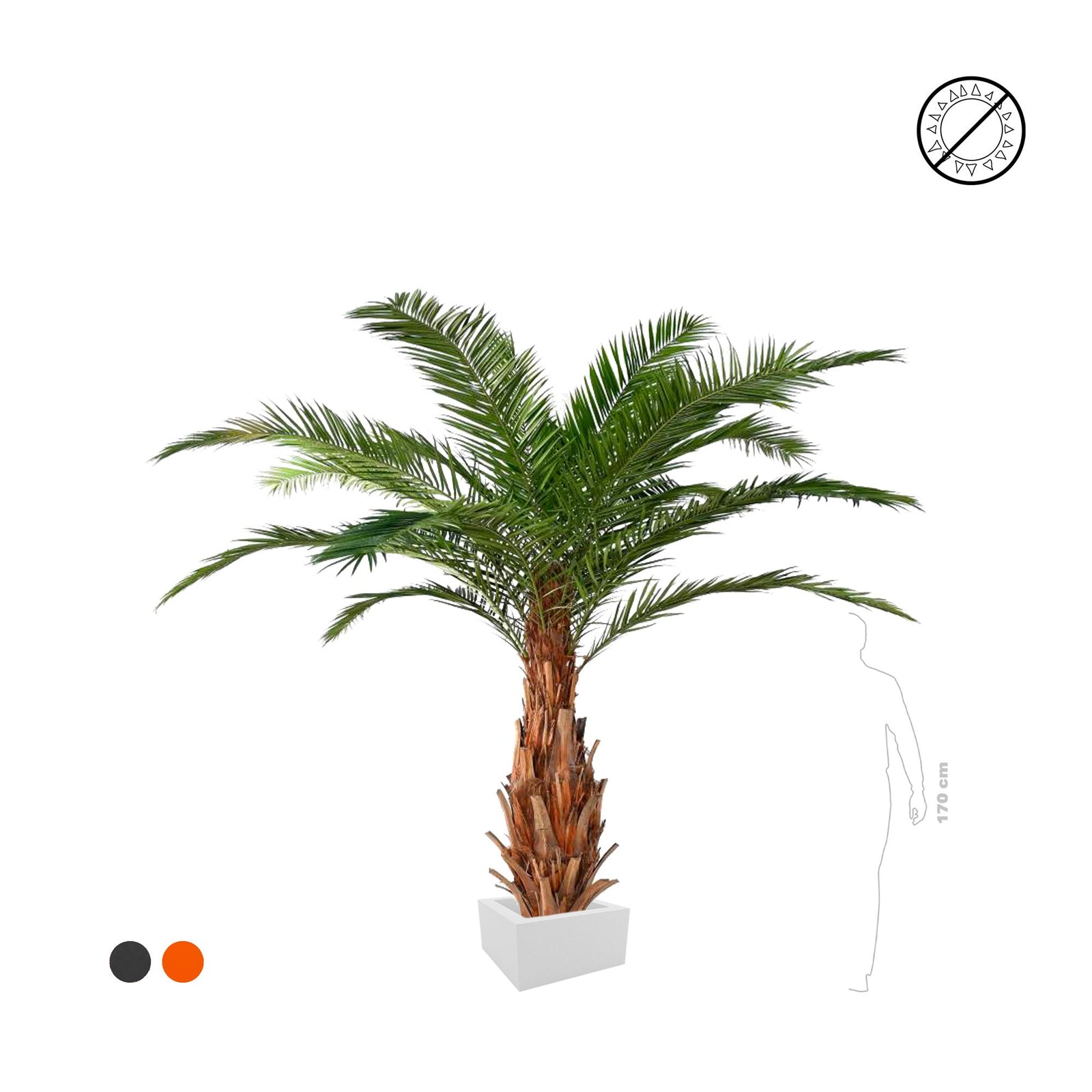 Palmier canarie PLANTES ARTIFICIELLES 