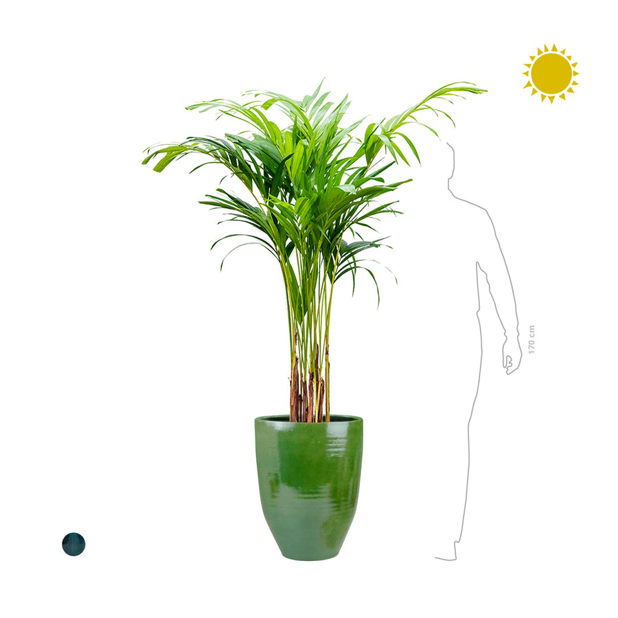 Palmier veitchia One&Only PLANTES ET POTS DE BUREAUX 