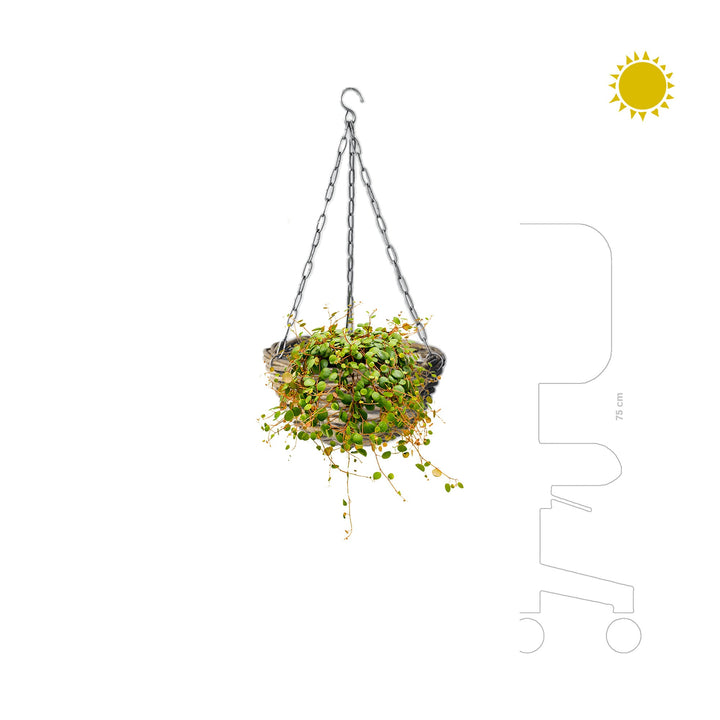 Peperomia rattan suspension PLANTES ET POTS DE BUREAUX 