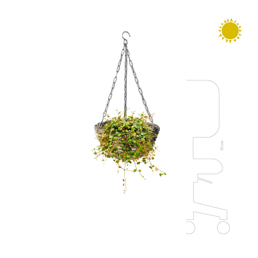 Peperomia rattan suspension PLANTES ET POTS DE BUREAUX 