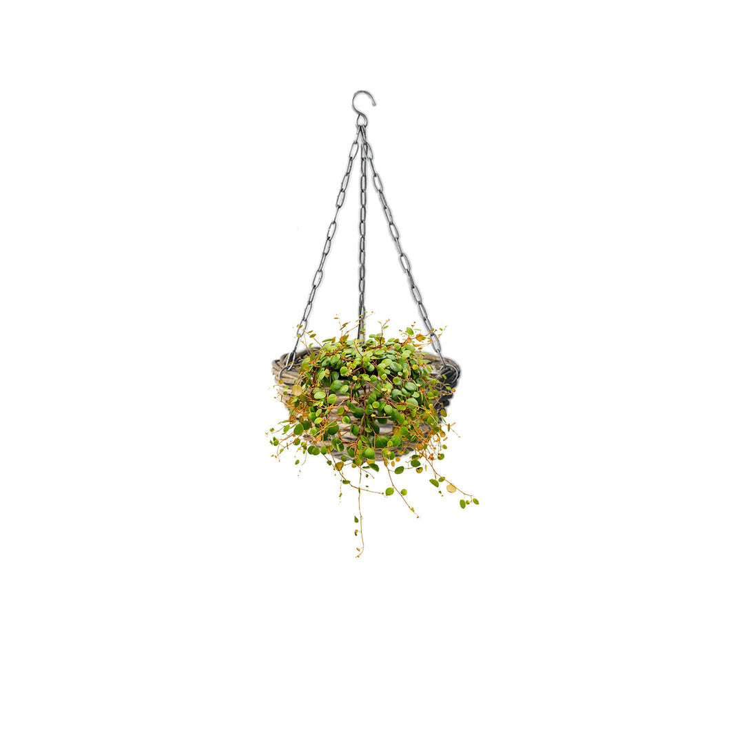 Peperomia rattan suspension PLANTES ET POTS DE BUREAUX Location/Entretien (HT/mois) Naturel 