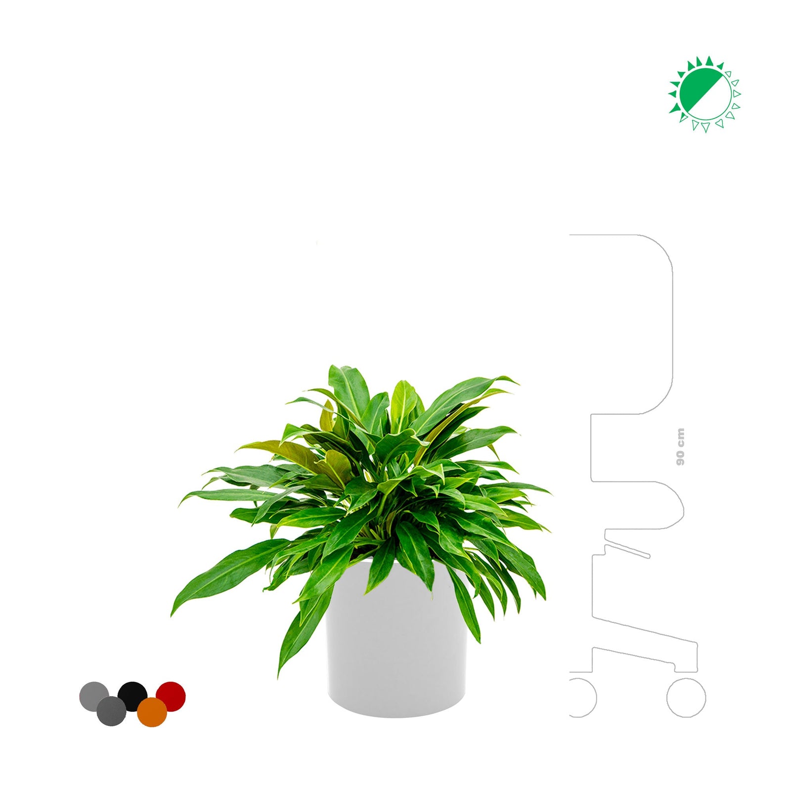 Philodendron Cilindro30 PLANTES ET POTS DE BUREAUX 