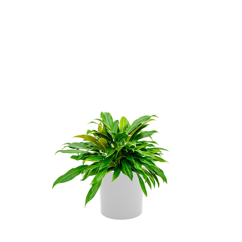 Philodendron Cilindro30 PLANTES ET POTS DE BUREAUX Location/Entretien (HT/mois) Blanc 