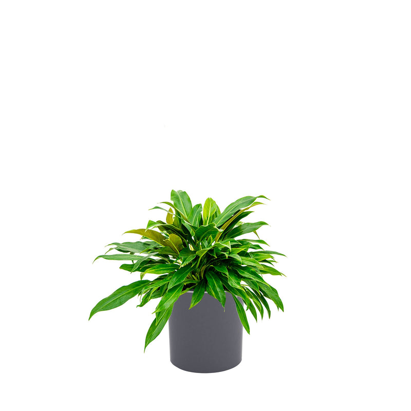 Philodendron Cilindro30 PLANTES ET POTS DE BUREAUX Location/Entretien (HT/mois) Gris 