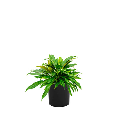 Philodendron Cilindro30 PLANTES ET POTS DE BUREAUX Location/Entretien (HT/mois) Noir 