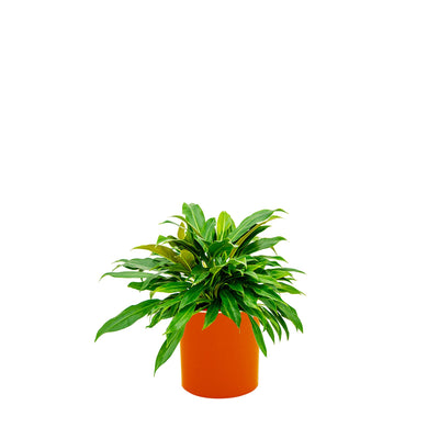 Philodendron Cilindro30 PLANTES ET POTS DE BUREAUX Location/Entretien (HT/mois) Orange 