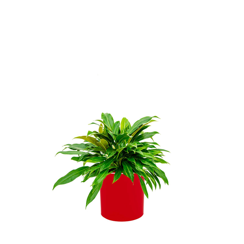 Philodendron Cilindro30 PLANTES ET POTS DE BUREAUX Location/Entretien (HT/mois) Rouge 