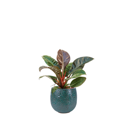 Philodendron 'Imperial Red' Marly30 PLANTES ET POTS DE BUREAUX Location/Entretien (HT/mois) Bleu 