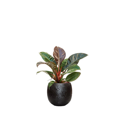 Philodendron 'Imperial Red' Marly30 PLANTES ET POTS DE BUREAUX Location/Entretien (HT/mois) Noir 