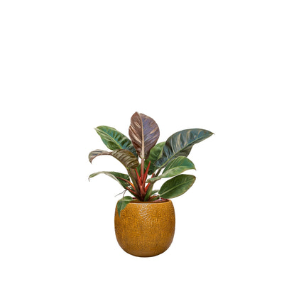 Philodendron 'Imperial Red' Marly30 PLANTES ET POTS DE BUREAUX Location/Entretien (HT/mois) Orange 