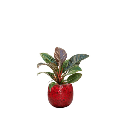 Philodendron 'Imperial Red' Marly30 PLANTES ET POTS DE BUREAUX Location/Entretien (HT/mois) Rouge 