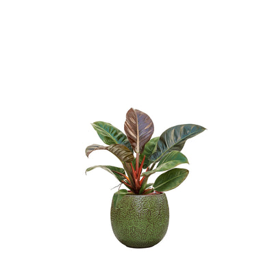 Philodendron 'Imperial Red' Marly30 PLANTES ET POTS DE BUREAUX Location/Entretien (HT/mois) Vert 