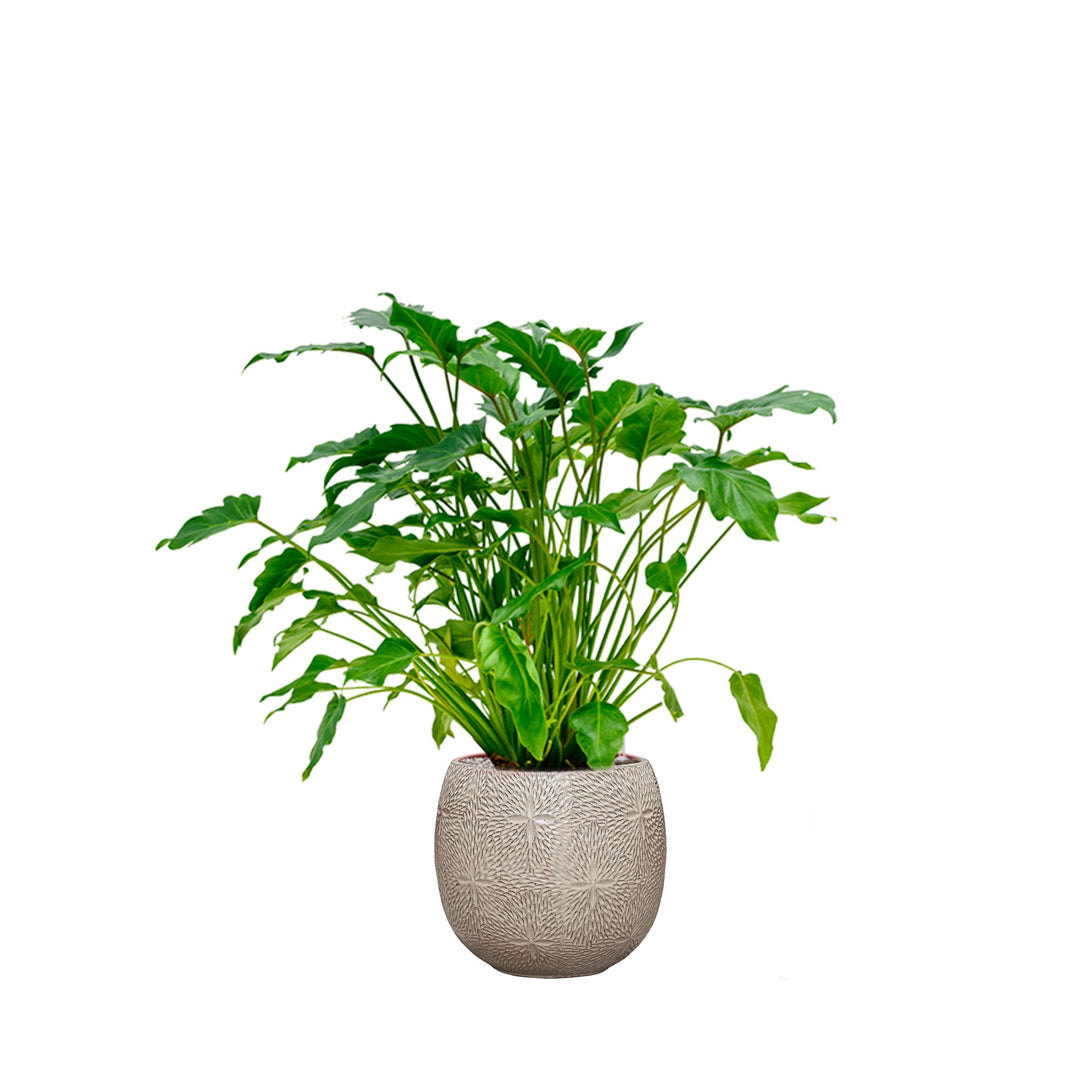 Philodendron Marly30 PLANTES ET POTS DE BUREAUX Location/Entretien (HT/mois) Blanc 