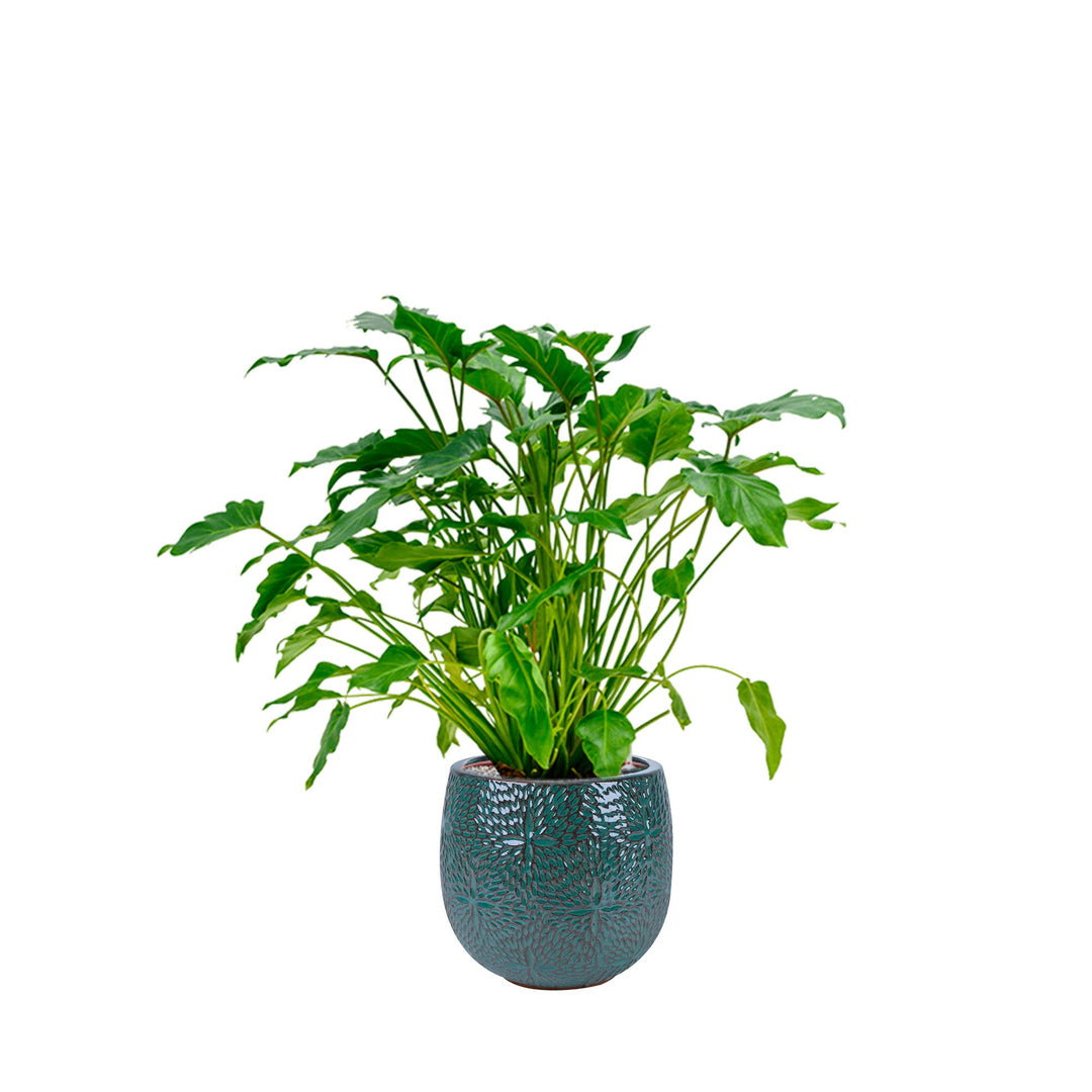 Philodendron Marly30 PLANTES ET POTS DE BUREAUX Location/Entretien (HT/mois) Bleu 