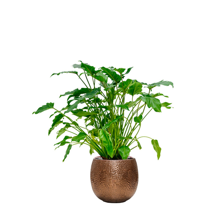Philodendron Marly30 PLANTES ET POTS DE BUREAUX Location/Entretien (HT/mois) Or 