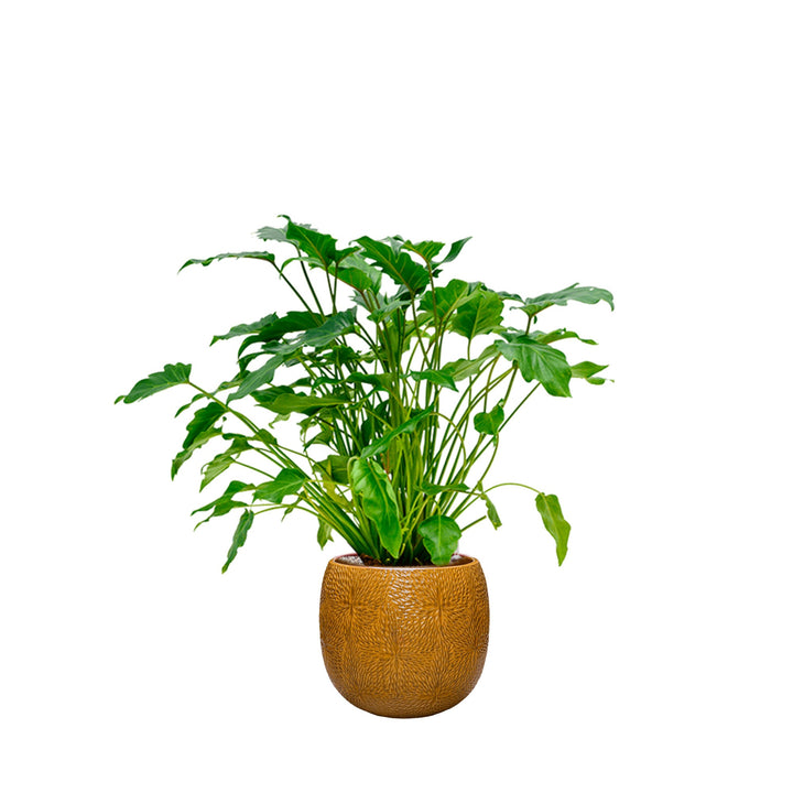 Philodendron Marly30 PLANTES ET POTS DE BUREAUX Location/Entretien (HT/mois) Orange 