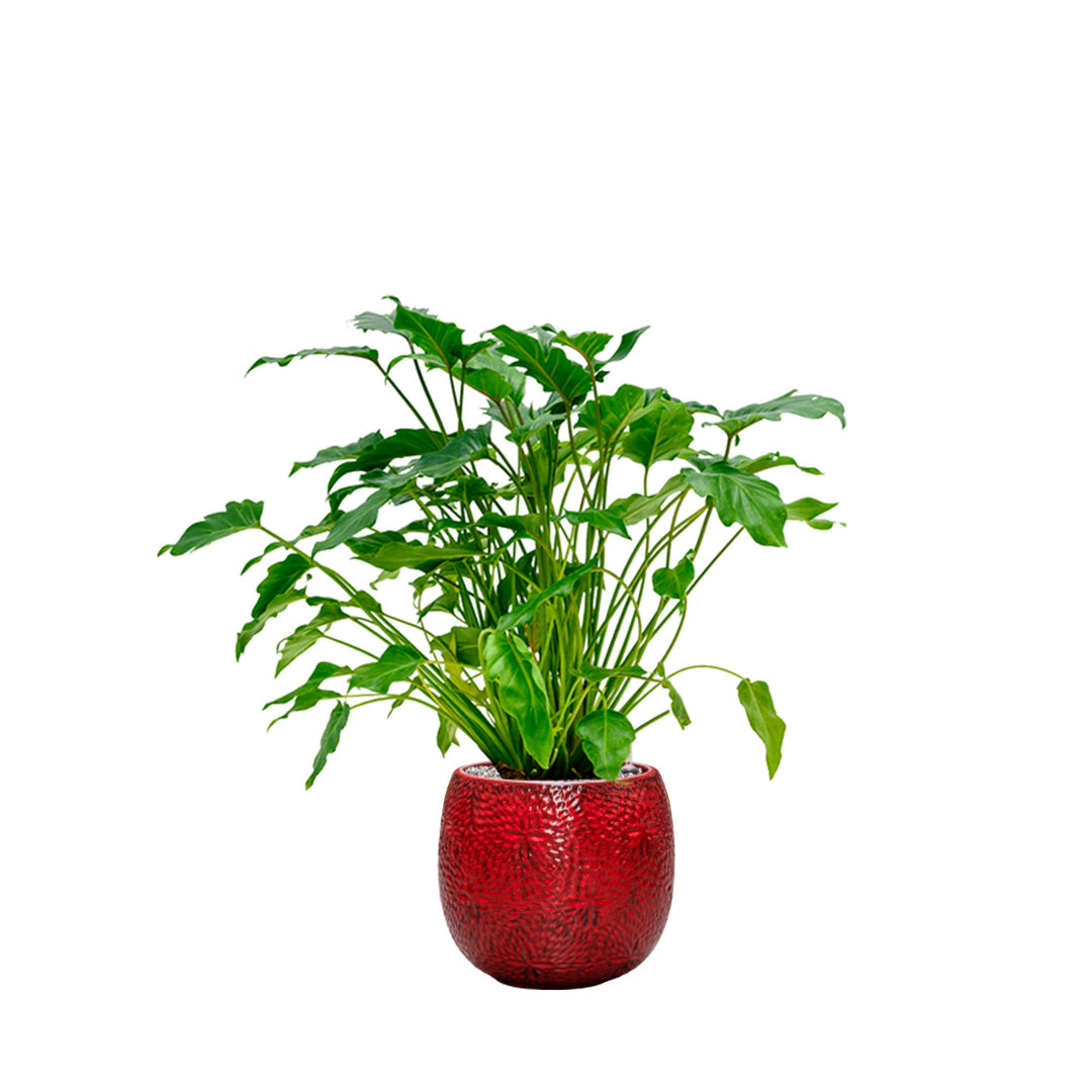 Philodendron Marly30 PLANTES ET POTS DE BUREAUX Location/Entretien (HT/mois) Rouge 