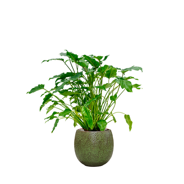 Philodendron Marly30 PLANTES ET POTS DE BUREAUX Location/Entretien (HT/mois) Vert 