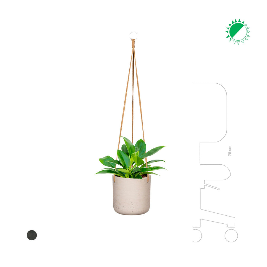 Philodendron Rough Charlie Hanging PLANTES ET POTS DE BUREAUX 