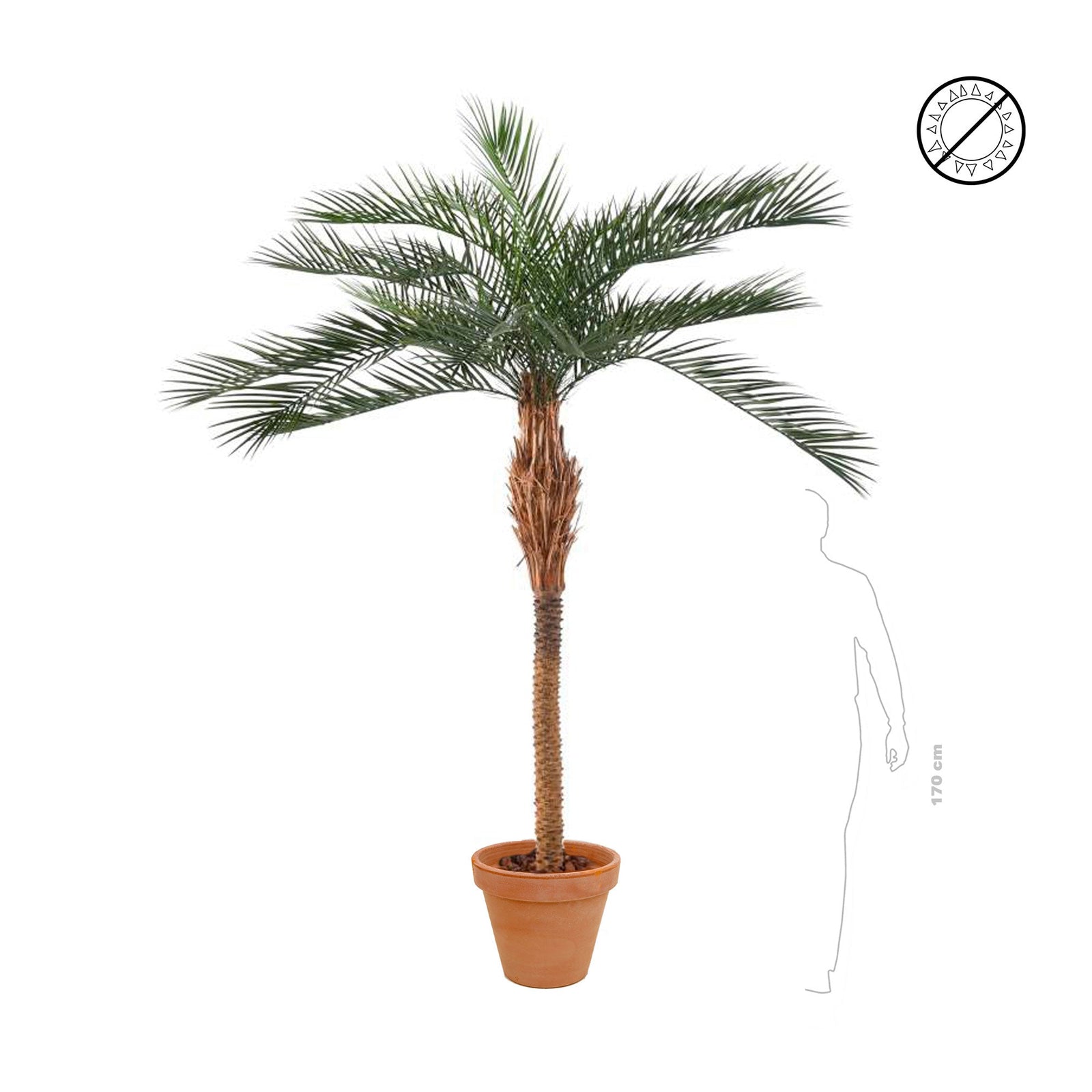 Phoenix terra cotta antique PLANTES ARTIFICIELLES 