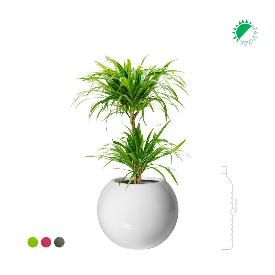 Pleomele Anita Variegata Beth31 PLANTES ET POTS DE BUREAUX 