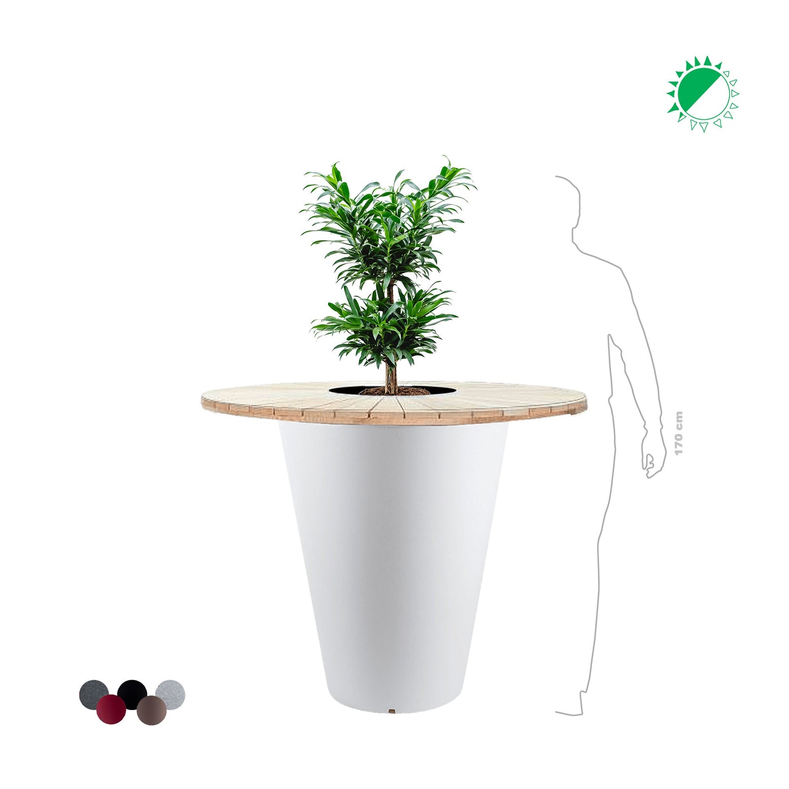 Pleomele reflexa "Mange debout" Otium PLANTES ET POTS DE BUREAUX 