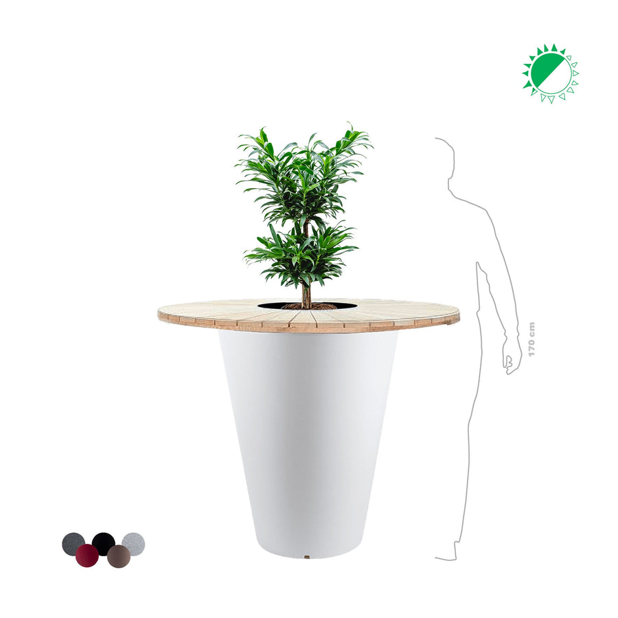 Pleomele reflexa "Mange debout" Otium PLANTES ET POTS DE BUREAUX 
