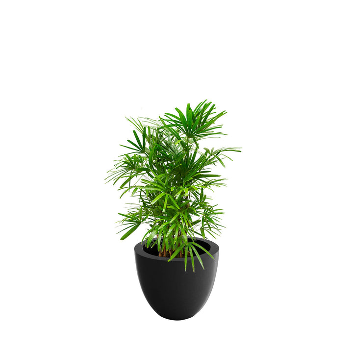 Rhapis Cuenco50 PLANTES ET POTS DE BUREAUX Location/Entretien (HT/mois) Anthracite 