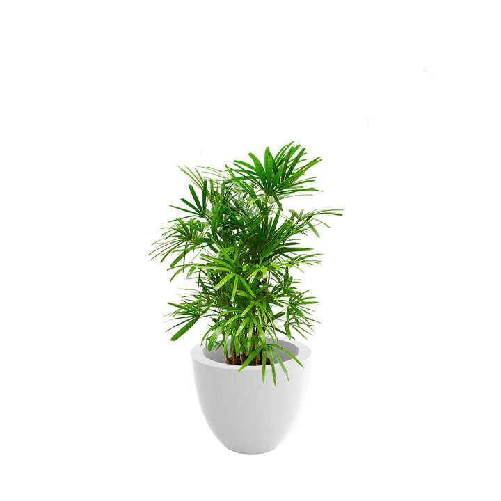 Rhapis Cuenco50 PLANTES ET POTS DE BUREAUX Location/Entretien (HT/mois) Blanc 