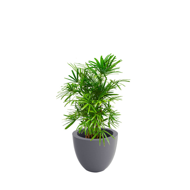 Rhapis Cuenco50 PLANTES ET POTS DE BUREAUX Location/Entretien (HT/mois) Gris 