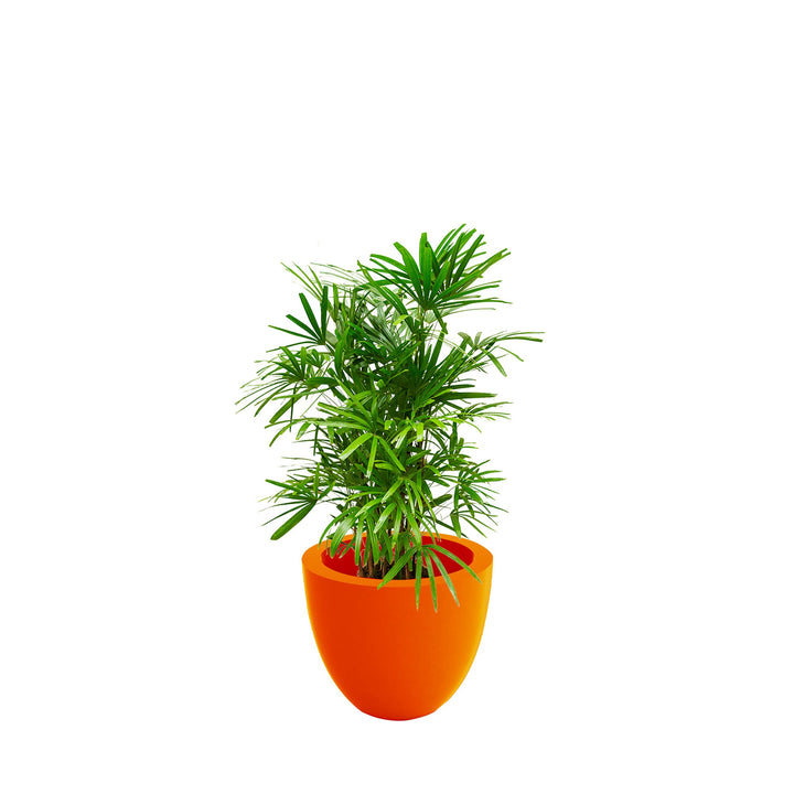 Rhapis Cuenco50 PLANTES ET POTS DE BUREAUX Location/Entretien (HT/mois) Orange 