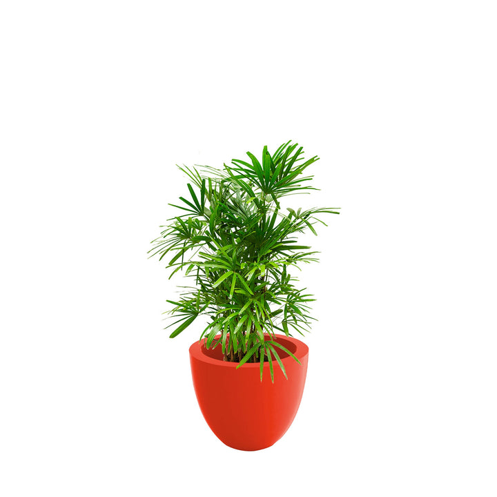 Rhapis Cuenco50 PLANTES ET POTS DE BUREAUX Location/Entretien (HT/mois) Rouge 