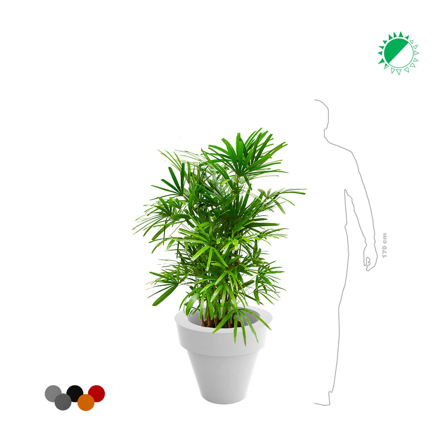 Rhapis Maceta50 PLANTES ET POTS DE BUREAUX 