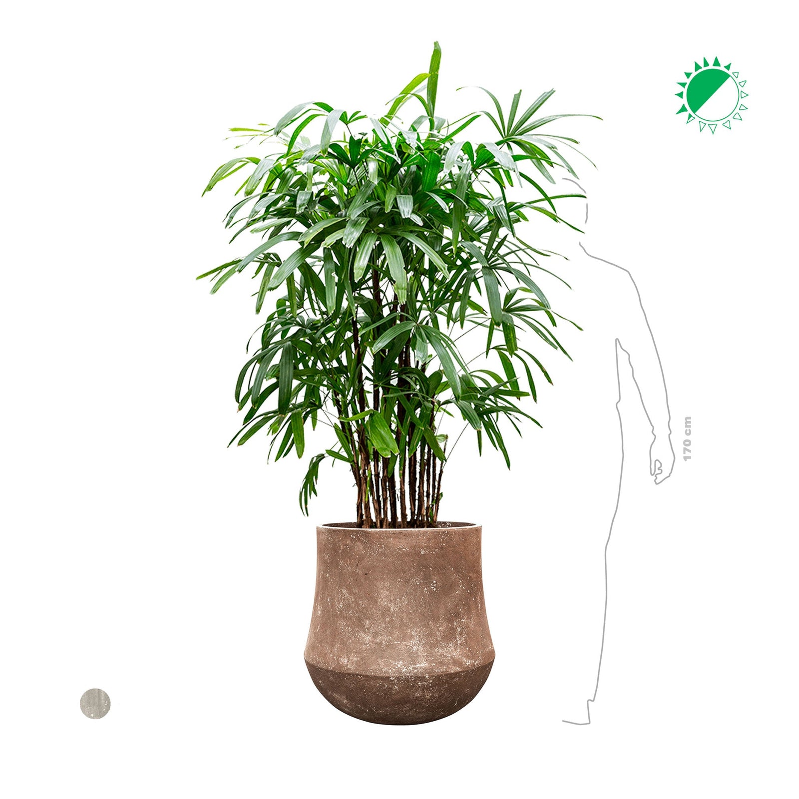 Rhapis Polystone60 PLANTES ET POTS DE BUREAUX 