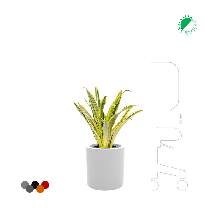 Sansevieria Cilindro30 PLANTES ET POTS DE BUREAUX 