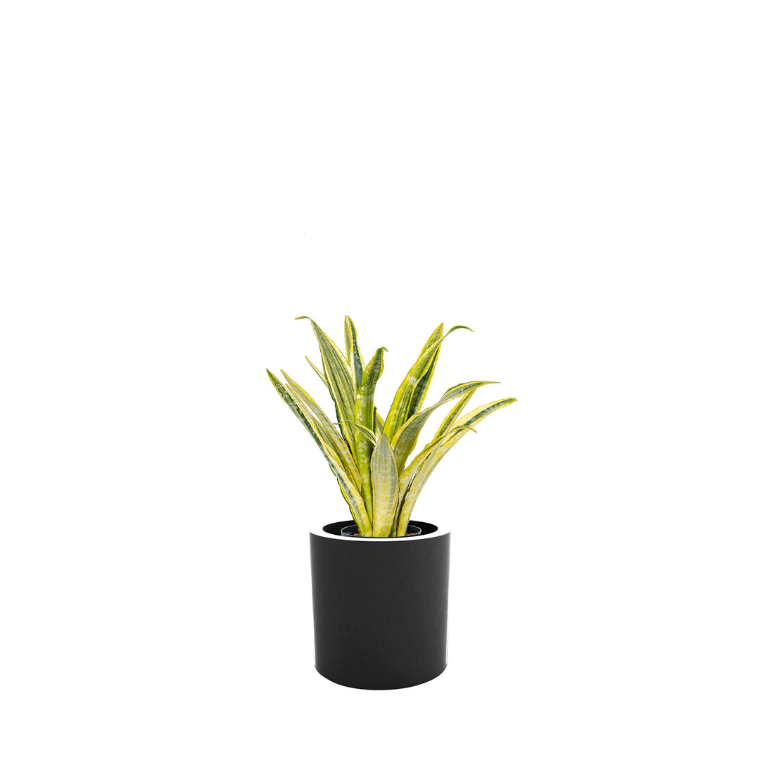 Sansevieria Cilindro30 PLANTES ET POTS DE BUREAUX Location/Entretien (HT/mois) Anthracite 