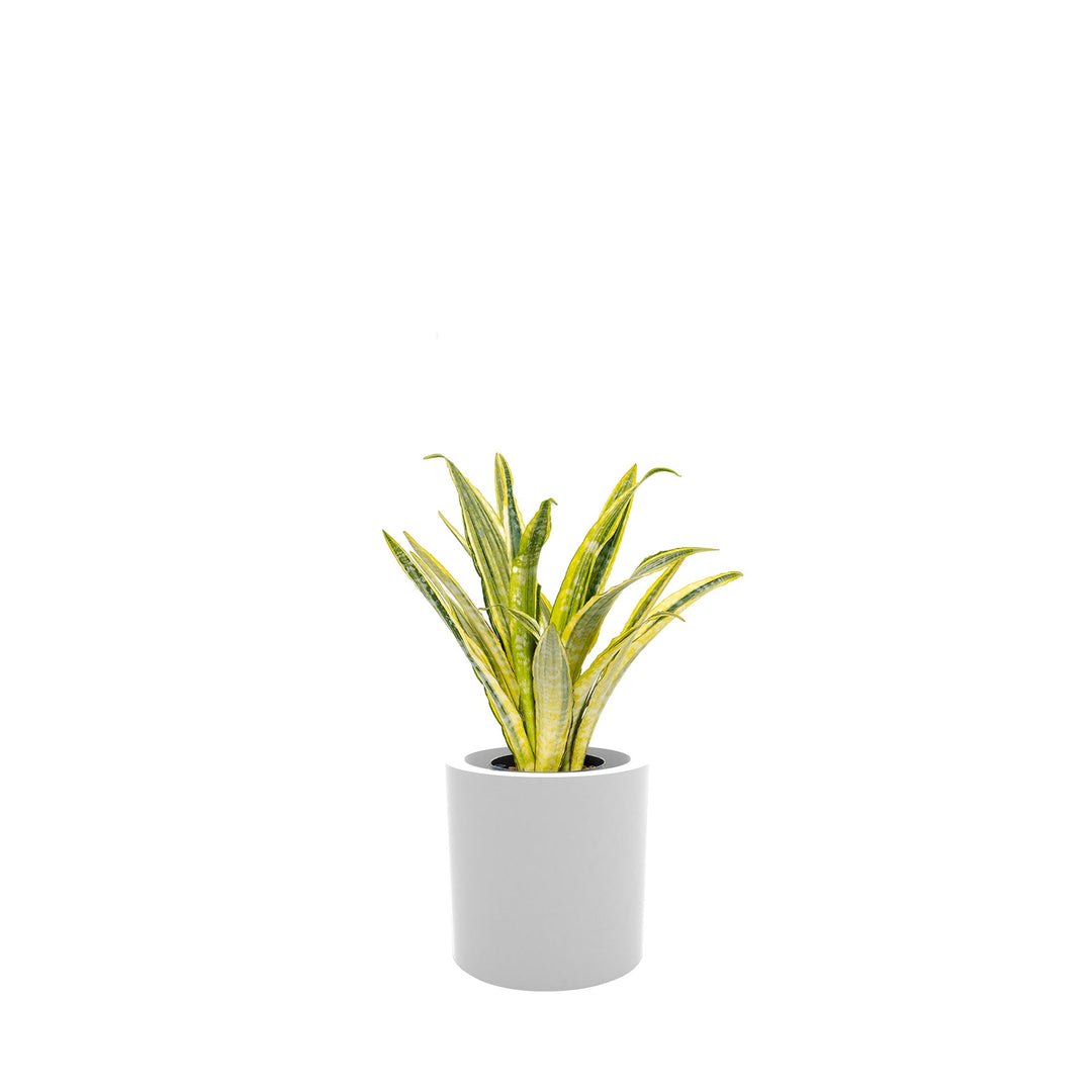 Sansevieria Cilindro30 PLANTES ET POTS DE BUREAUX Location/Entretien (HT/mois) Blanc 