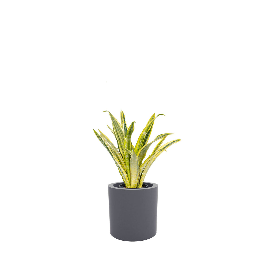 Sansevieria Cilindro30 PLANTES ET POTS DE BUREAUX Location/Entretien (HT/mois) Gris 