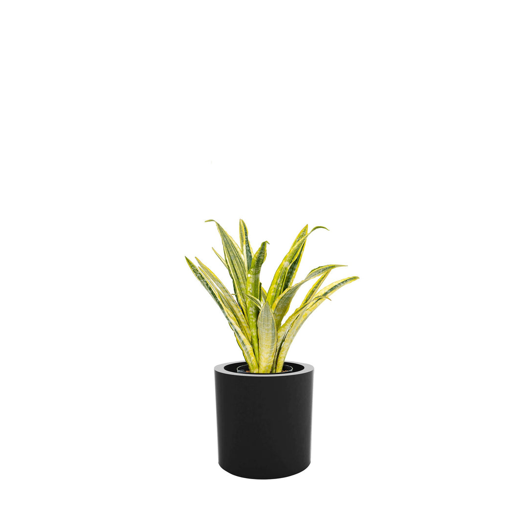 Sansevieria Cilindro30 PLANTES ET POTS DE BUREAUX Location/Entretien (HT/mois) Noir 