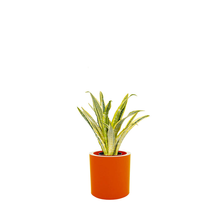 Sansevieria Cilindro30 PLANTES ET POTS DE BUREAUX Location/Entretien (HT/mois) Orange 